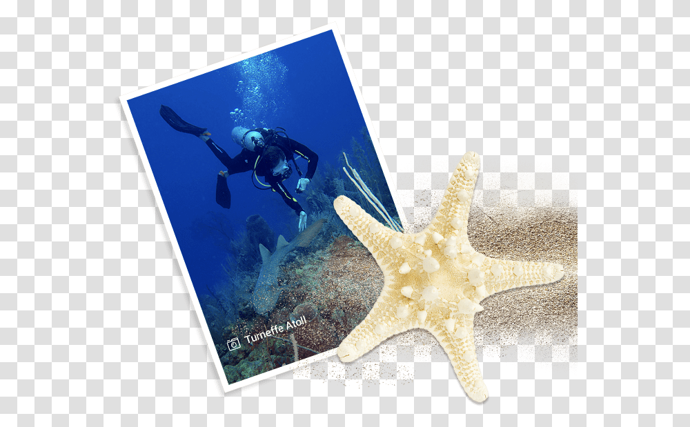 Underwater, Person, Outdoors, Sea Life, Animal Transparent Png