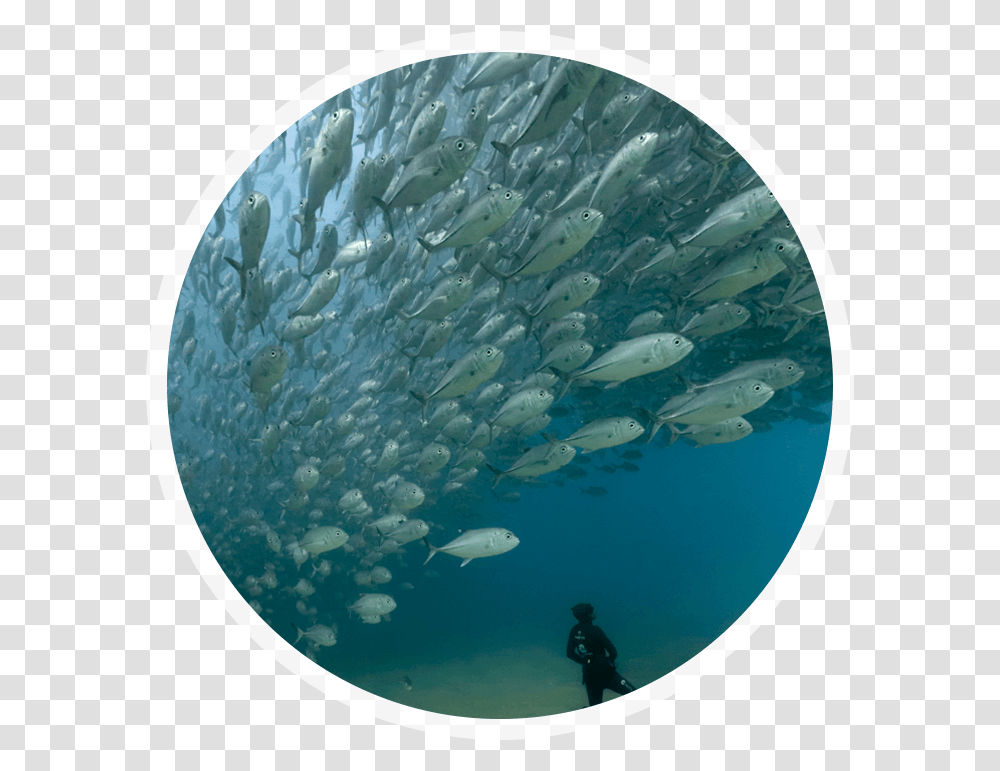 Underwater, Person, Sea Life, Animal, Outdoors Transparent Png