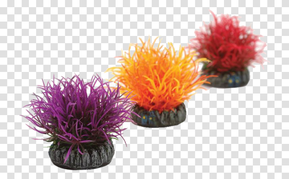 Underwater Plants Biorb Color Ball, Sea Anemone, Invertebrate, Sea Life, Animal Transparent Png