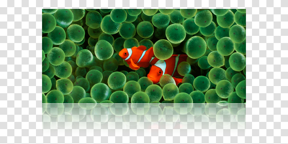 Underwater Scene Of Clownfish And Anemone Clownfish Wallpaper Iphone X, Amphiprion, Sea Life, Animal, Pattern Transparent Png