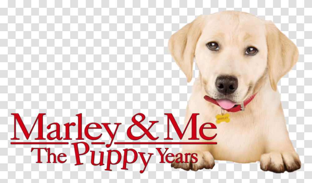 Unequal Sequels Marley Me The Puppy Years Fan Fest, Labrador Retriever, Dog, Pet, Canine Transparent Png