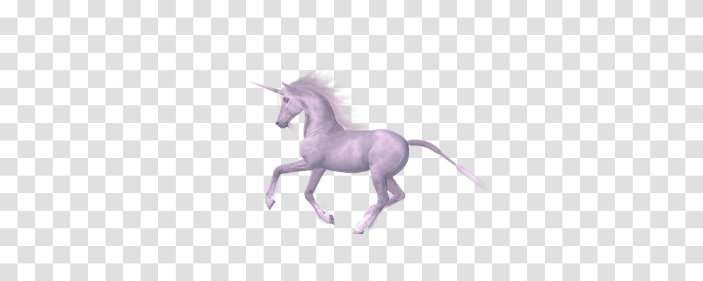 Unicorn Animals, Andalusian Horse, Mammal, Stallion Transparent Png