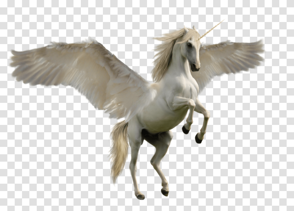 Unicorn 960, Animals, Bird, Horse, Mammal Transparent Png
