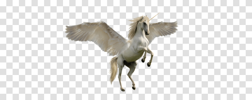 Unicorn Animals, Bird, Flying, Horse Transparent Png