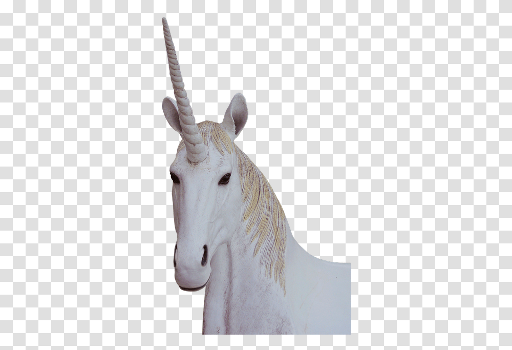 Unicorn Animal Magic Fantasy Unicorn, Horse, Mammal, Stallion, Colt Horse Transparent Png