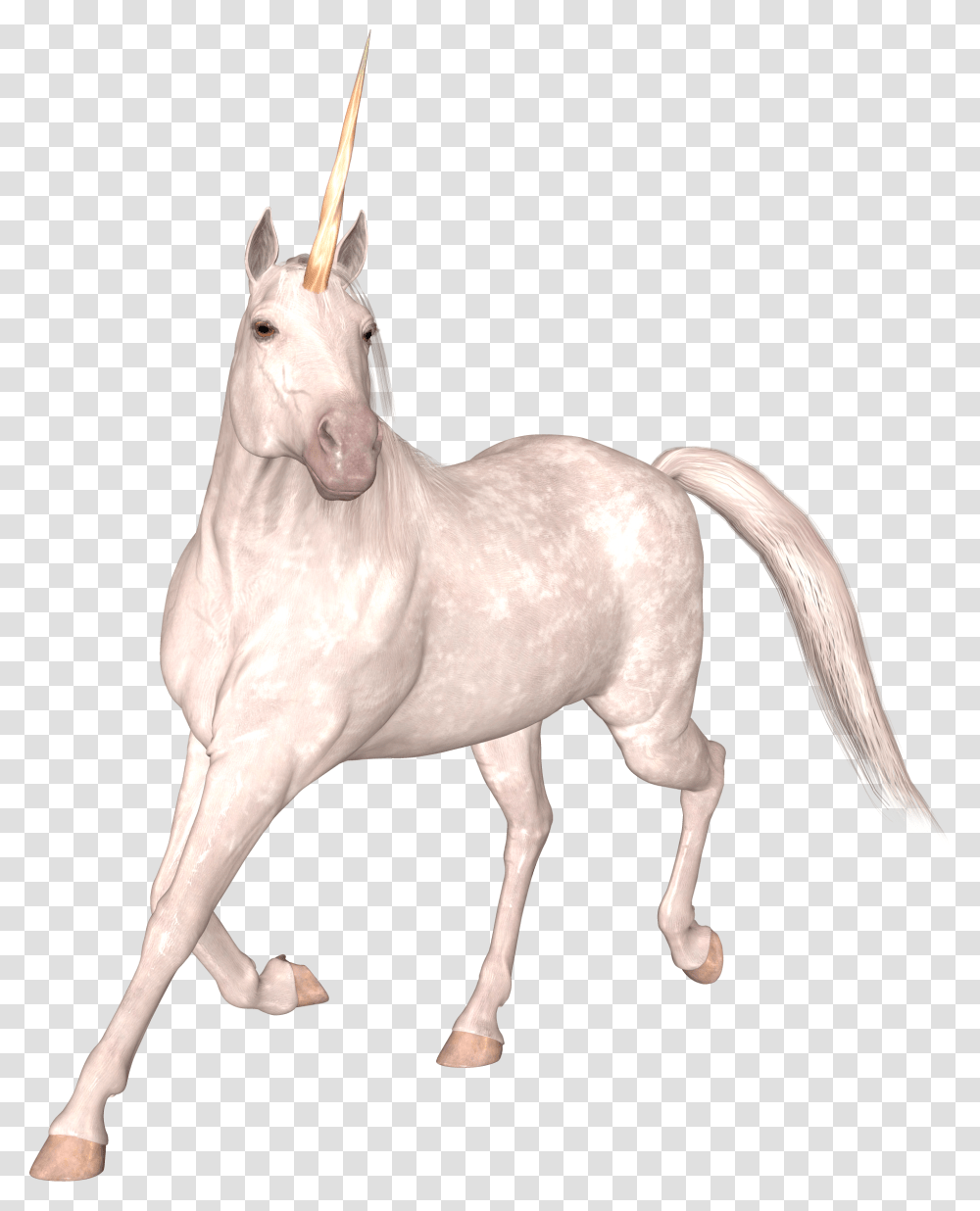 Unicorn Edinorog, Horse, Mammal, Animal Transparent Png