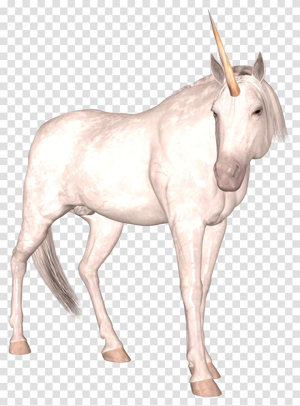 Unicorn, Fantasy, Horse, Mammal, Animal Transparent Png