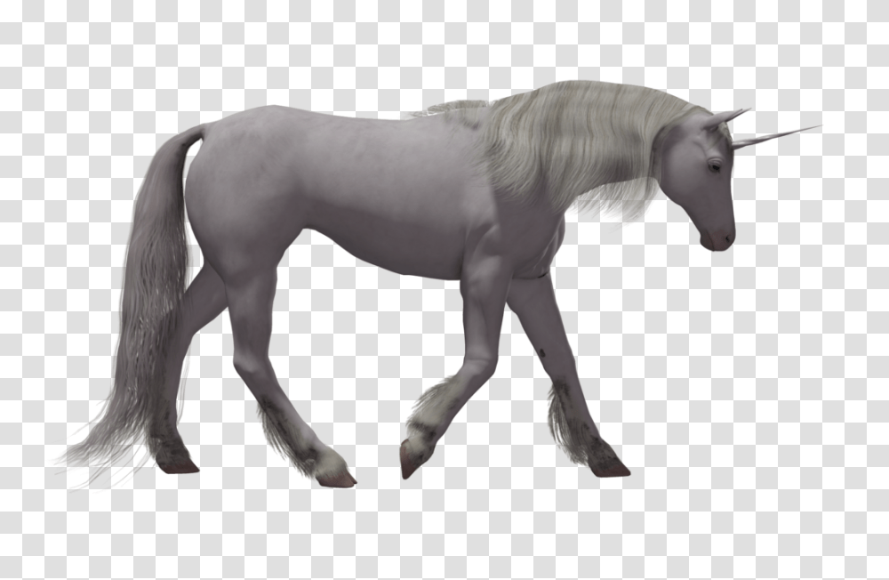 Unicorn, Fantasy, Horse, Mammal, Animal Transparent Png