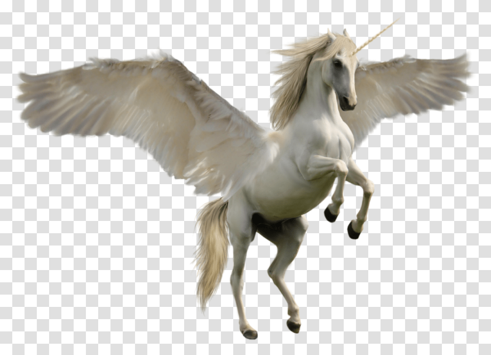 Unicorn Horse, Animal, Bird, Mammal, Flying Transparent Png