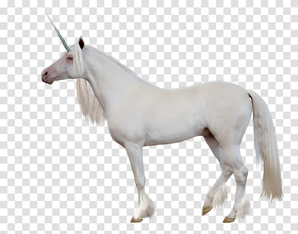 Unicorn Image, Fantasy, Horse, Mammal, Animal Transparent Png