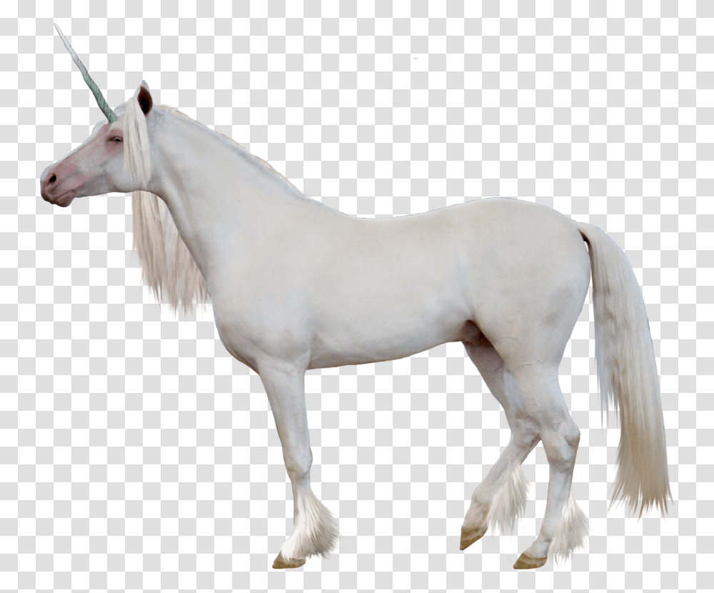 Unicorn Image Unicorn Side View, Horse, Mammal, Animal, Andalusian Horse Transparent Png