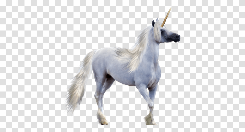 Unicorn Images Pegasus Horse With Horn, Mammal, Animal, Andalusian Horse, Stallion Transparent Png