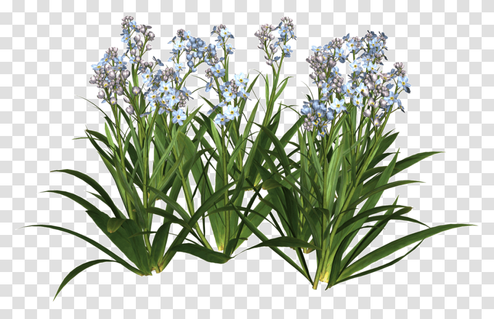 Unique Garden Plant Garden Plan 890255 Flower Plant, Blossom, Iris, Amaryllidaceae, Flower Arrangement Transparent Png