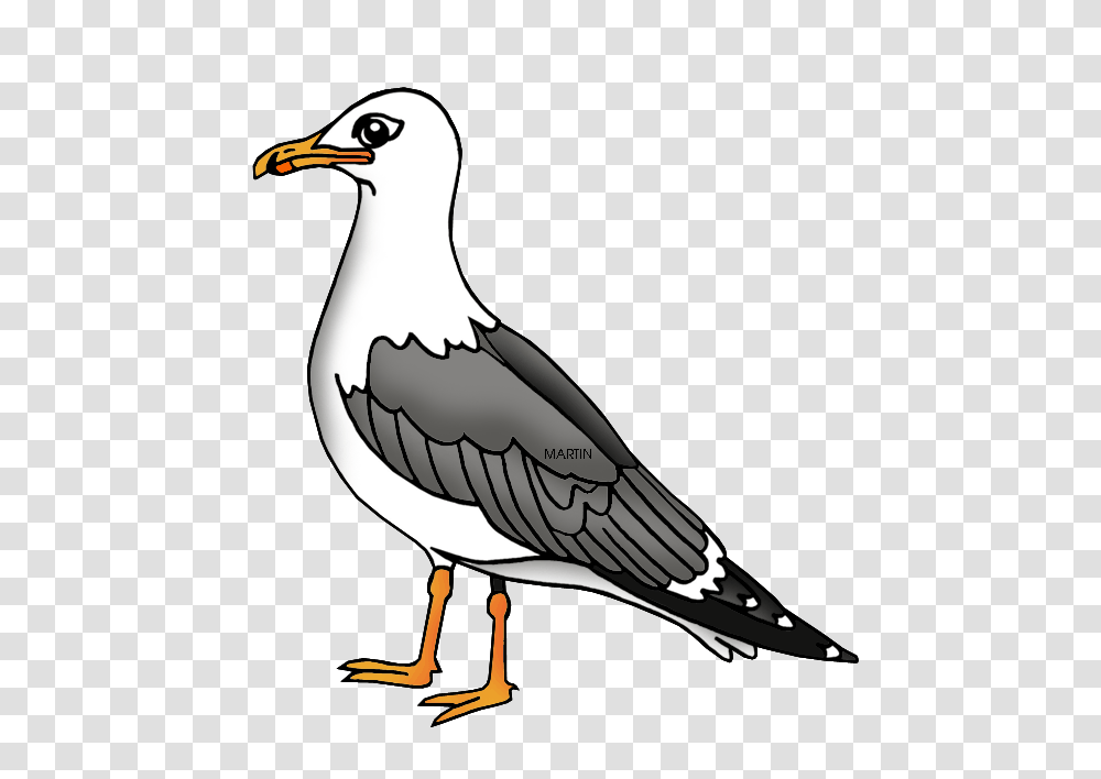 United States Clip Art, Bird, Animal, Seagull, Booby Transparent Png