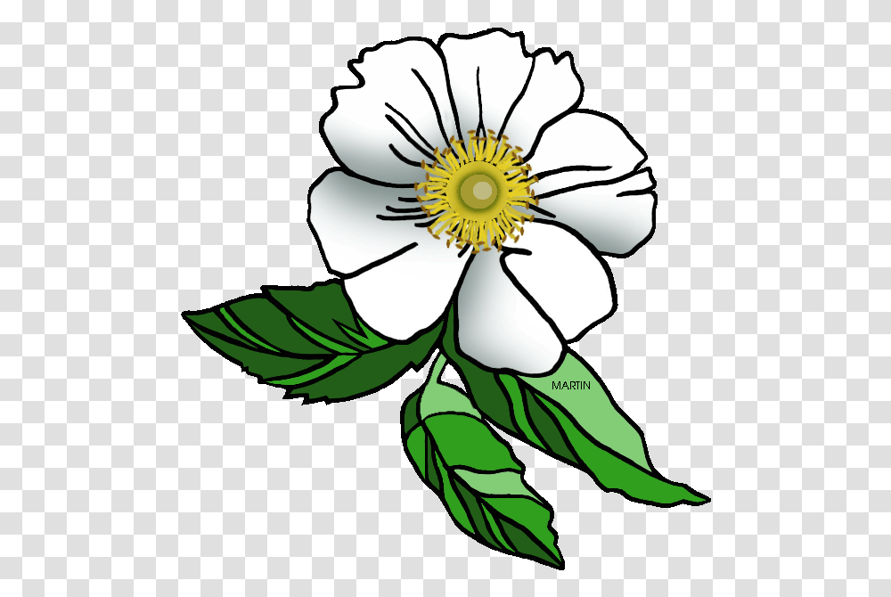 United States Clip Art By Phillip Martin Georgia State Cherokee Rose Clip Art, Anther, Flower, Plant, Blossom Transparent Png
