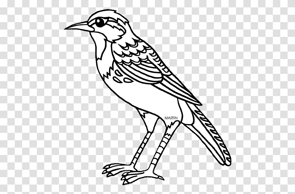 United States Clip Art By Phillip Martin State Bird Nebraska State Bird Coloring Page, Animal, Finch, Jay Transparent Png