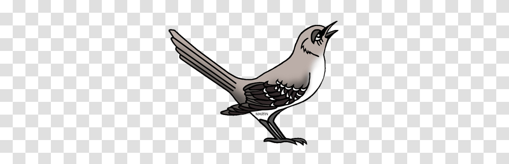 United States Clip Art, Jay, Bird, Animal, Beak Transparent Png