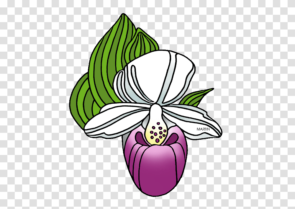 United States Clip Art, Plant, Flower, Blossom, Orchid Transparent Png