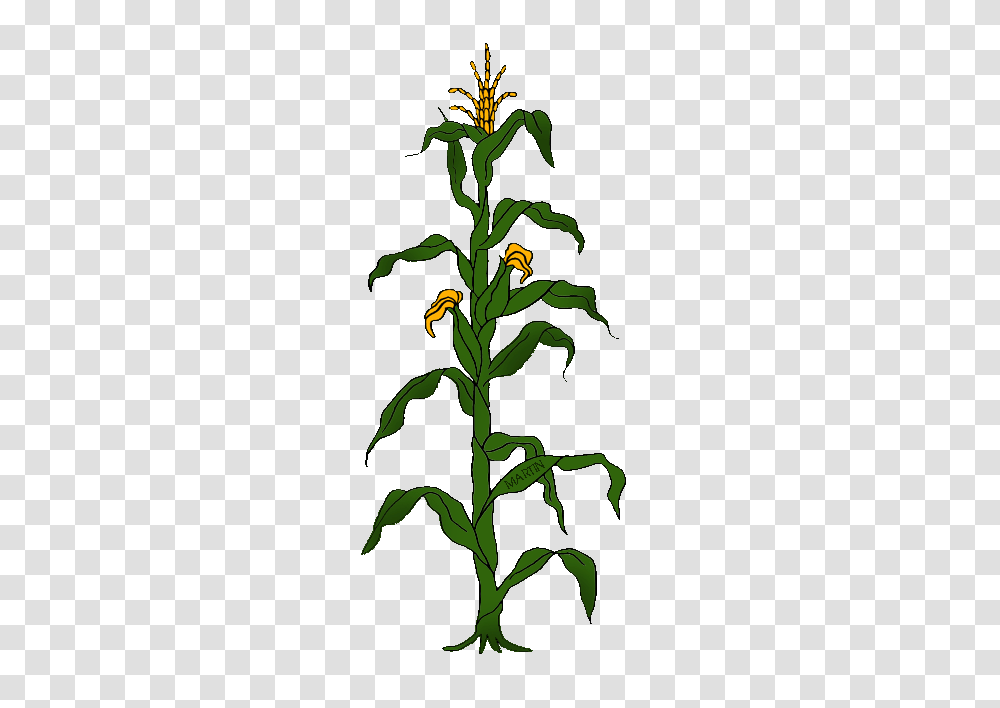 United States Clip Art, Plant, Flower, Blossom, Sesame Transparent Png