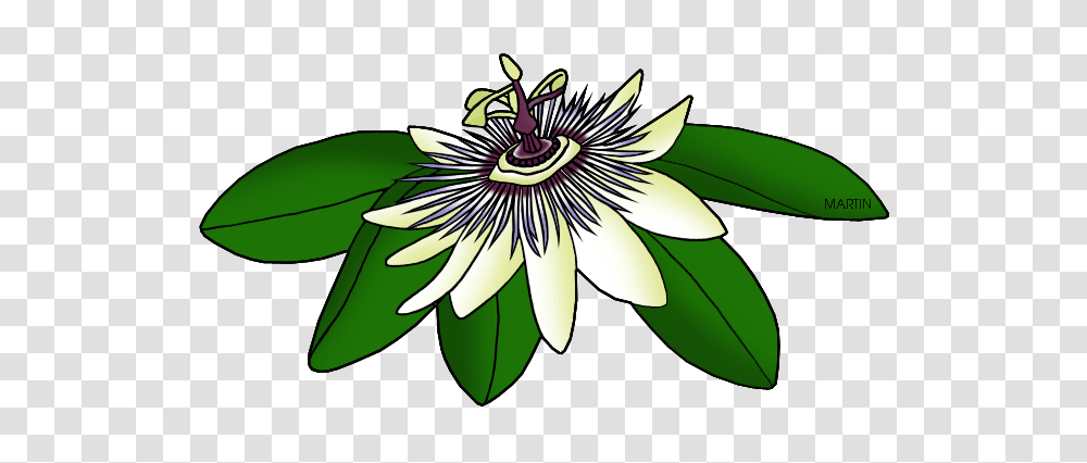 United States Clip Art, Plant, Floral Design, Pattern Transparent Png