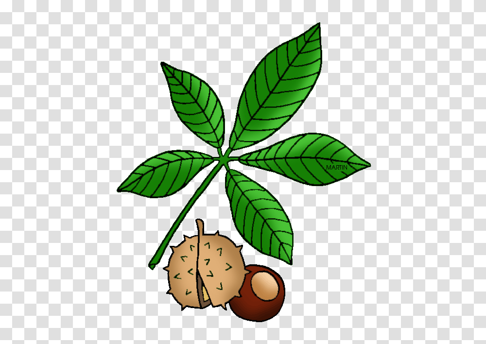 United States Clip Art, Plant, Leaf, Nut, Vegetable Transparent Png