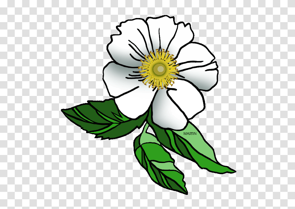 United States Clip Art, Plant, Petal, Flower, Blossom Transparent Png