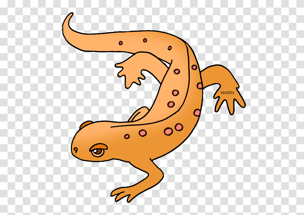 United States Clip Art, Salamander, Amphibian, Wildlife, Animal Transparent Png