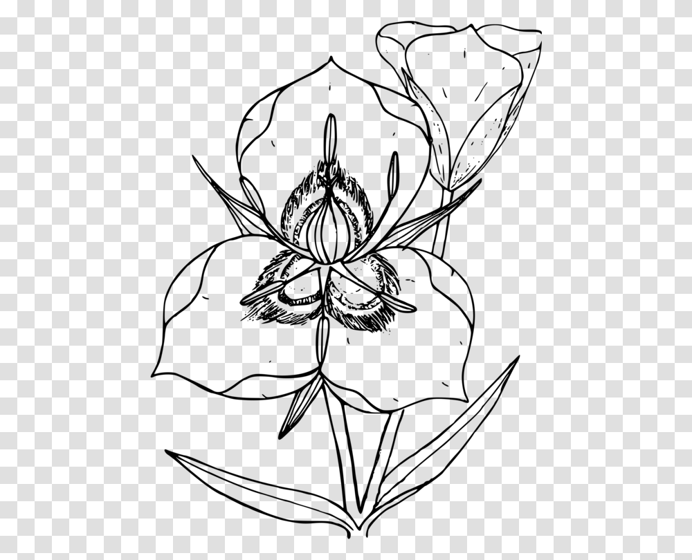 United States Coloring Book State Flower Lily, Gray, World Of Warcraft Transparent Png