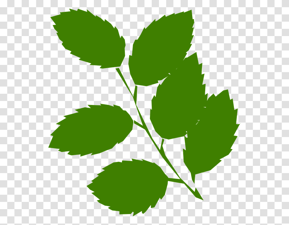 United States Olive Branch Petition Ancient Greece Clip Art, Leaf, Plant, Green, Tennis Ball Transparent Png