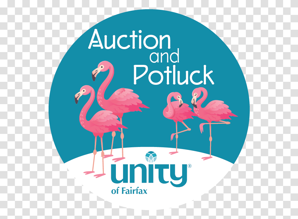 Unity Church, Bird, Animal, Flamingo Transparent Png