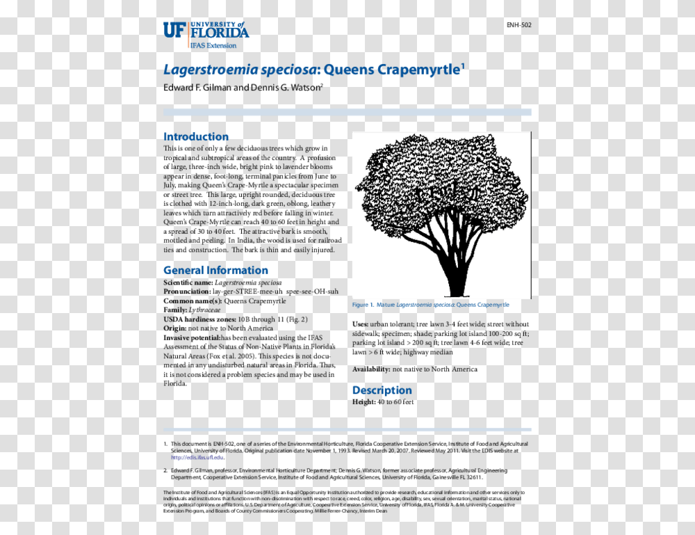University Of Florida, Tree, Plant Transparent Png
