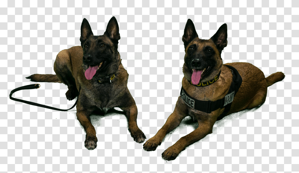 University Of Michigan Police Canines Tank And Nike K9 Dogs, German Shepherd, Pet, Animal, Mammal Transparent Png