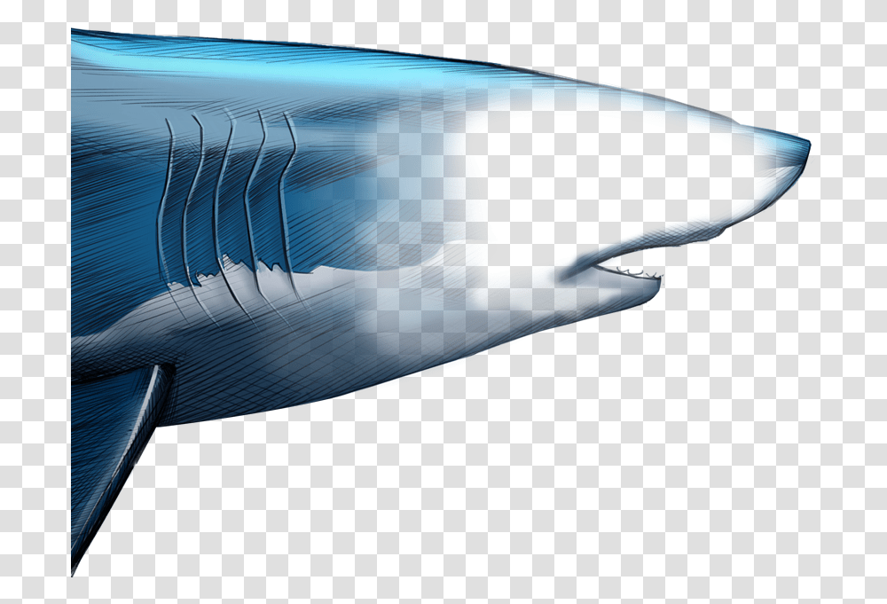Unlike Most Animals A Shark S Upper Jaw Is Not Firmly Blue Whale, Sea Life, Mammal Transparent Png
