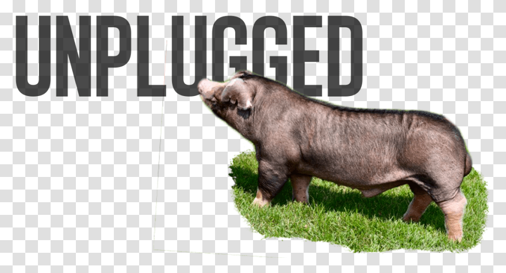 Unpolished Magazine, Hog, Pig, Mammal, Animal Transparent Png