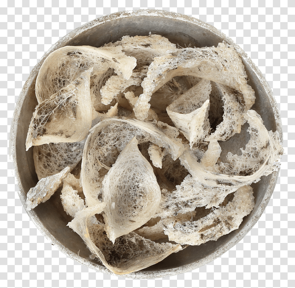 Unprocessed Raw Bird's Nest 100 Grams Shell Transparent Png