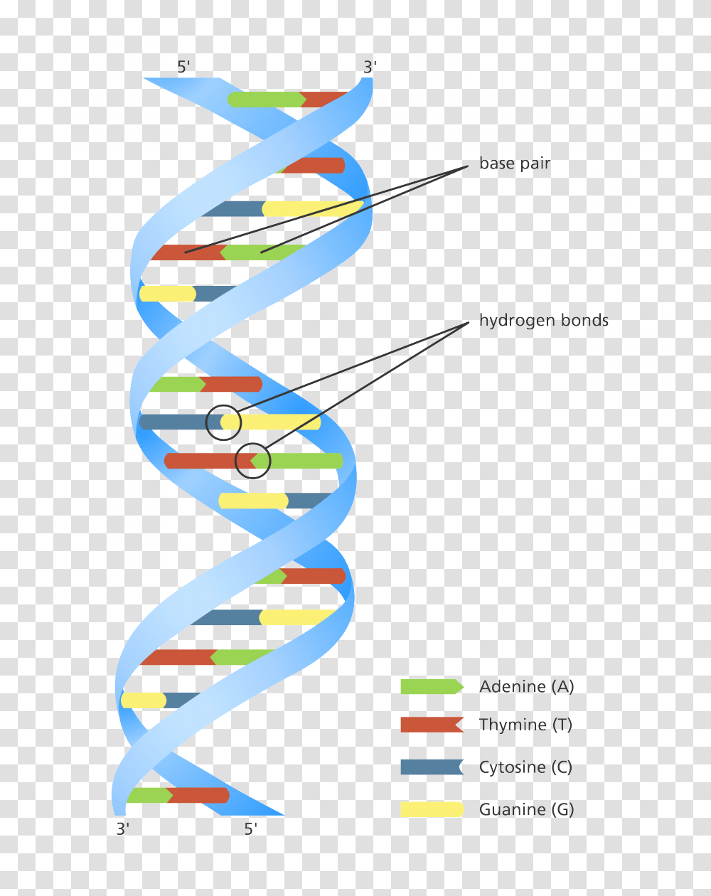 Unravelling The Double Helix Stories, Alphabet Transparent Png