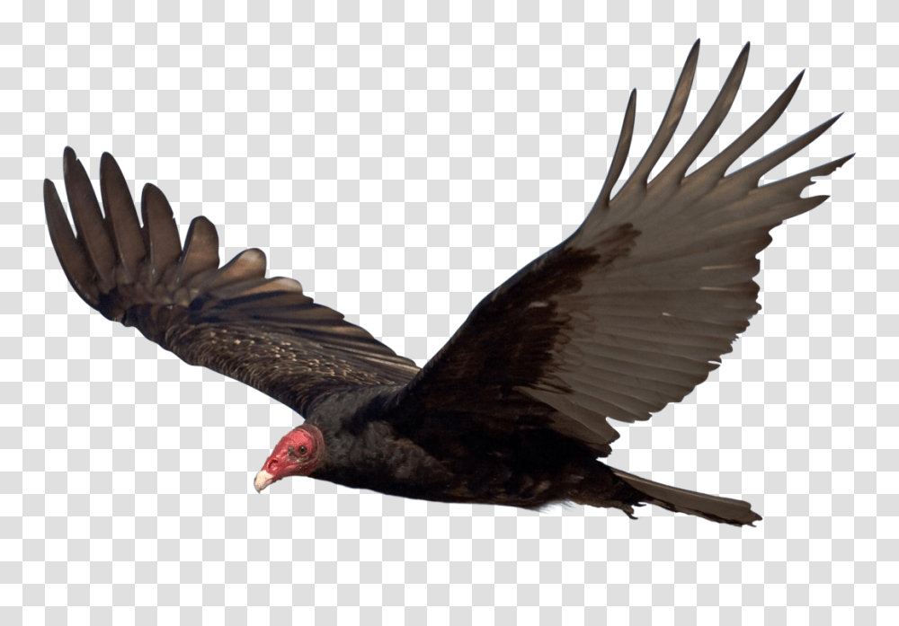 Unrestricted Hq Vulture, Bird, Animal, Flying, Condor Transparent Png