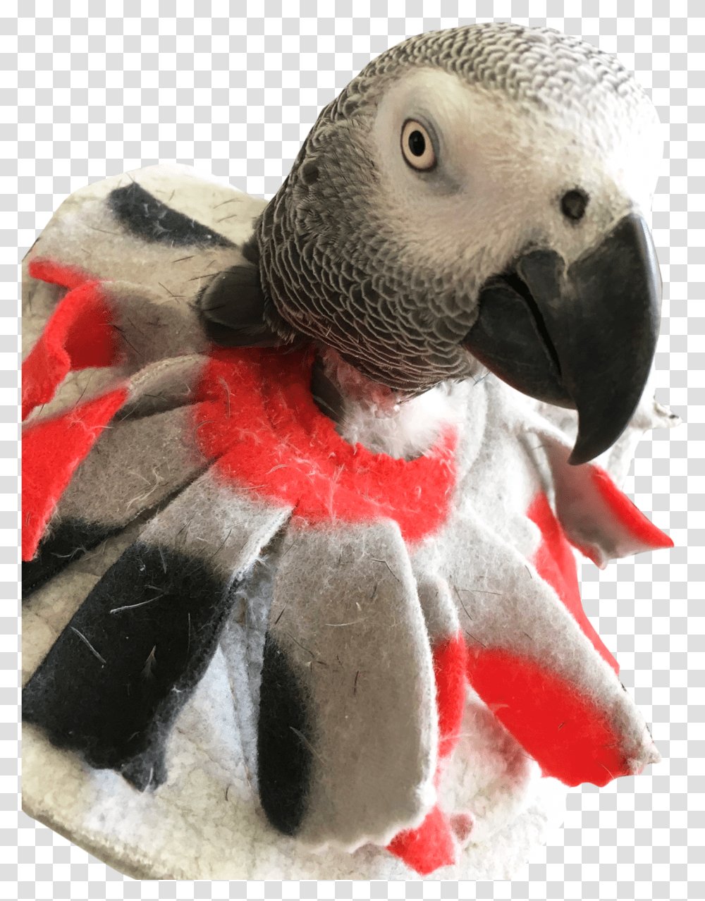Unruffledrx Bird Collar For Mild Feather Picking Bird Collar Felt, Animal, African Grey Parrot, Beak Transparent Png