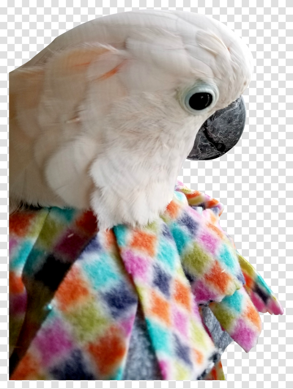 Unruffledrx Fleece Parrot Collar Velcro Closure Parrot Collar, Bird, Animal, Cockatoo Transparent Png