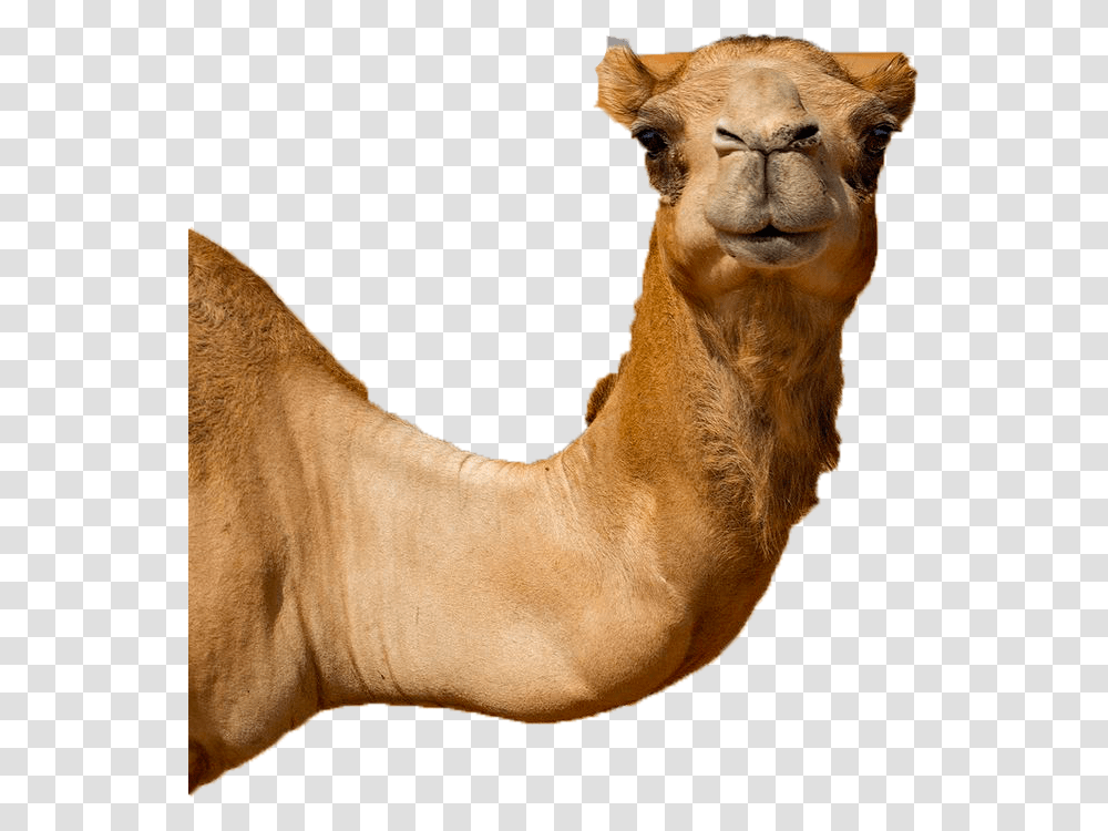 Untitled 1 Camel, Mammal, Animal, Dog, Pet Transparent Png