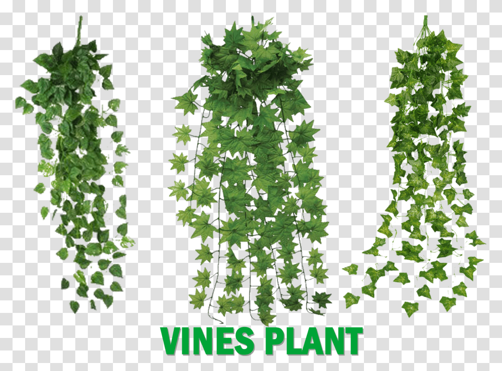 Untitled 1 Copy Vines Plants, Tree, Vegetation, Conifer, Pine Transparent Png