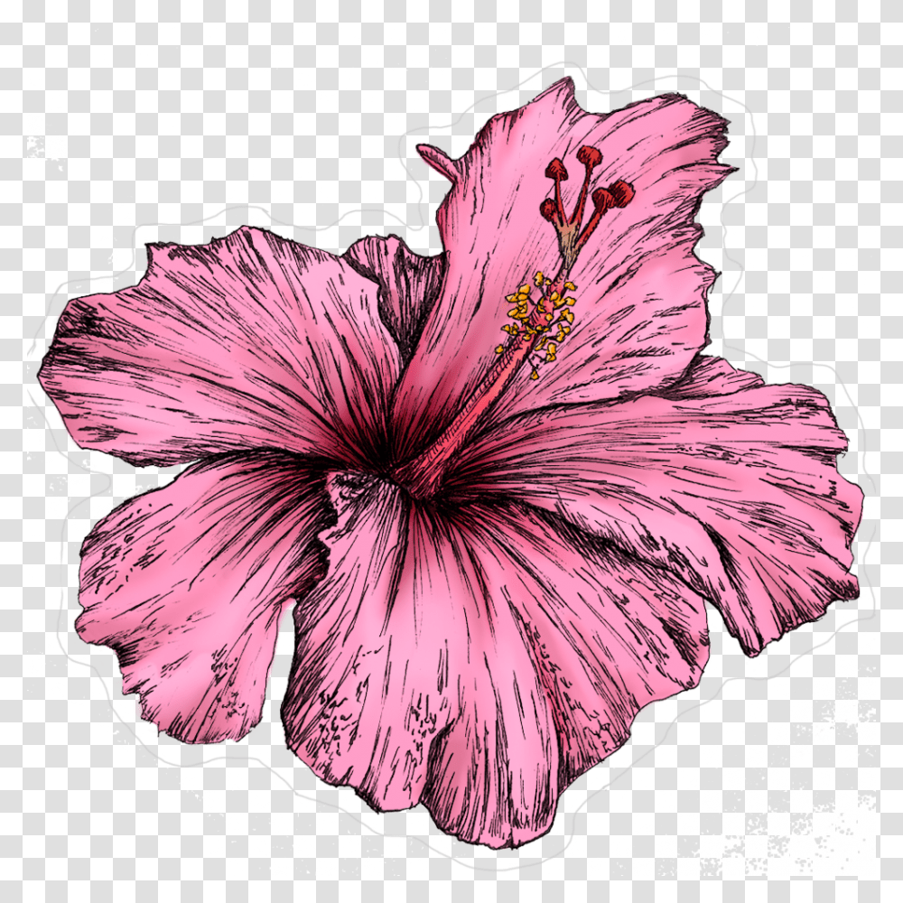 Untitled 1 Hawaiian Hibiscus, Plant, Flower, Blossom, Petal Transparent Png