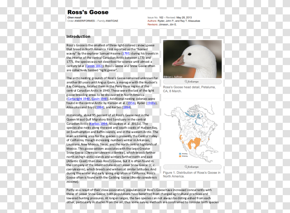 Untitled Tailpiece Pg. 135 In The Book Dingo By, Bird, Animal, Seagull Transparent Png