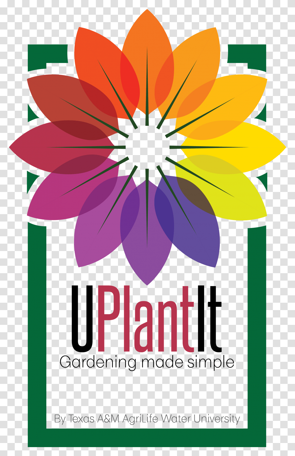 Uplantit Gardening Made Simple Water University Texas African Daisy, Flower, Dahlia, Petal, Anther Transparent Png