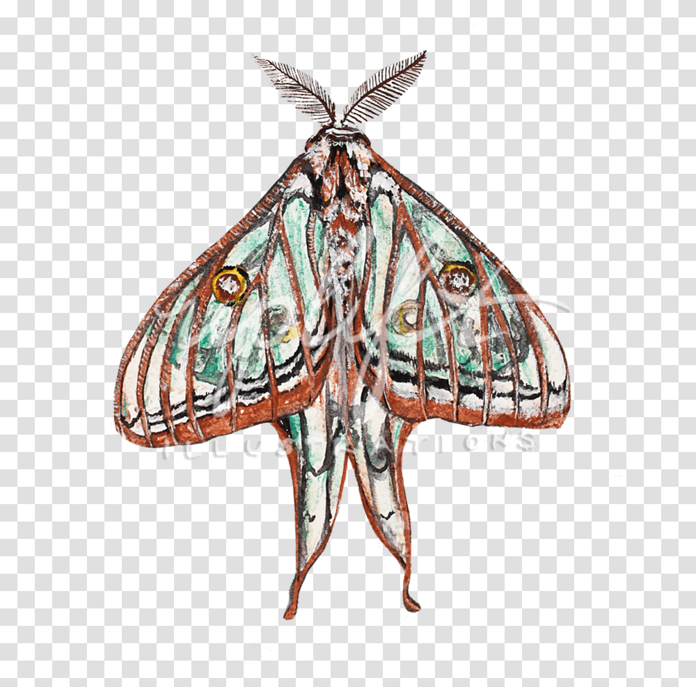 Uplift Illustrations Alsophila Pometaria, Insect, Invertebrate, Animal, Butterfly Transparent Png
