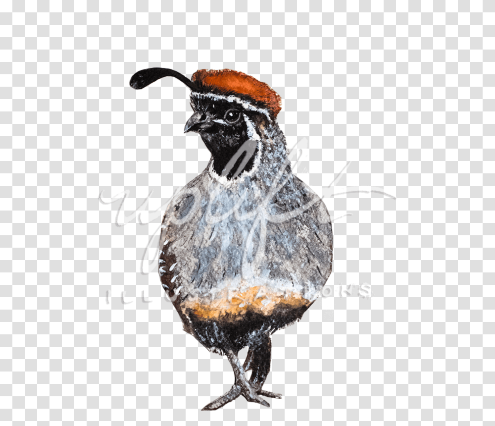 Uplift Illustrations Quail, Bird, Animal, Jay Transparent Png