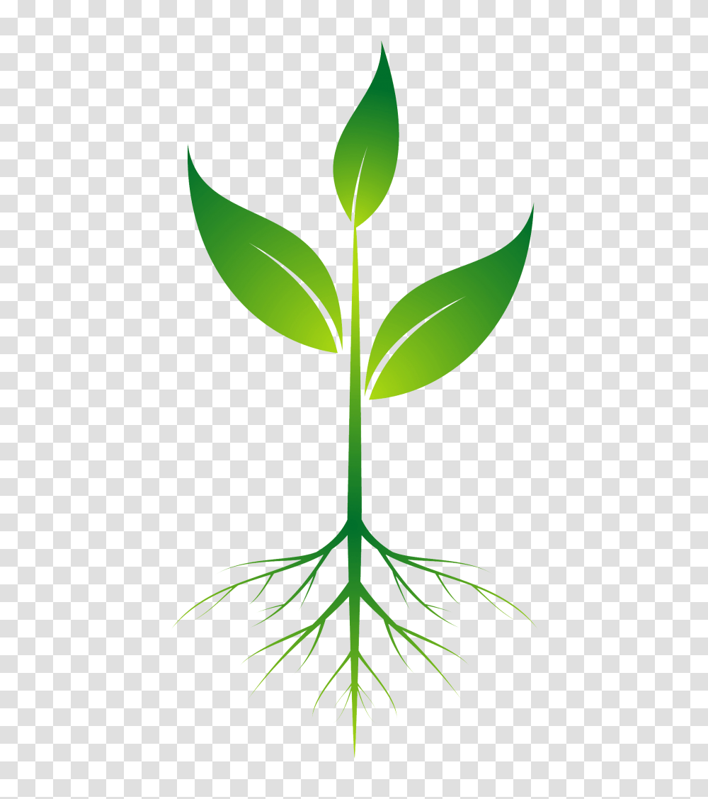 Upscale Roots Black Background Tatting From Family Tree Roots, Plant, Green, Food, Dill Transparent Png