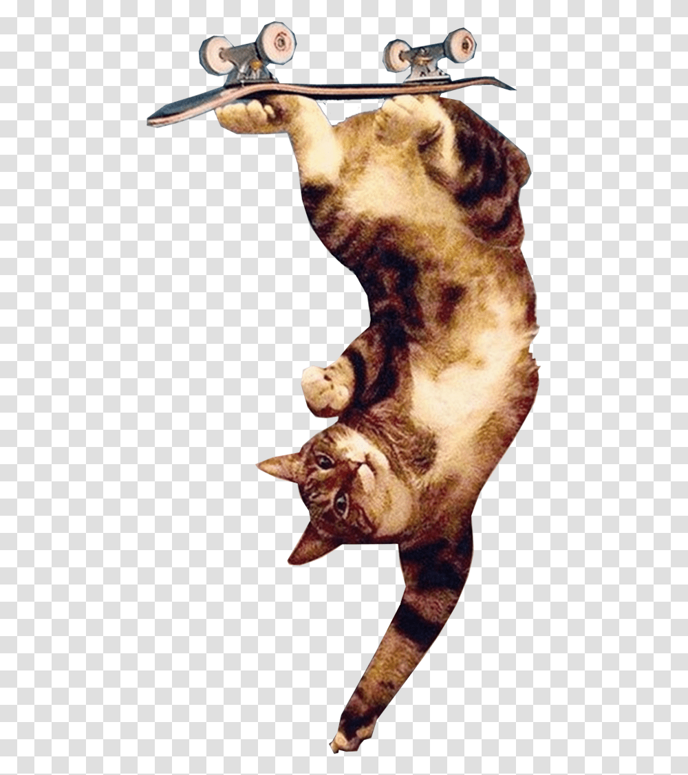 Upsidedown Cat Trick Jumping, Mammal, Animal, Pet, Pork Transparent Png