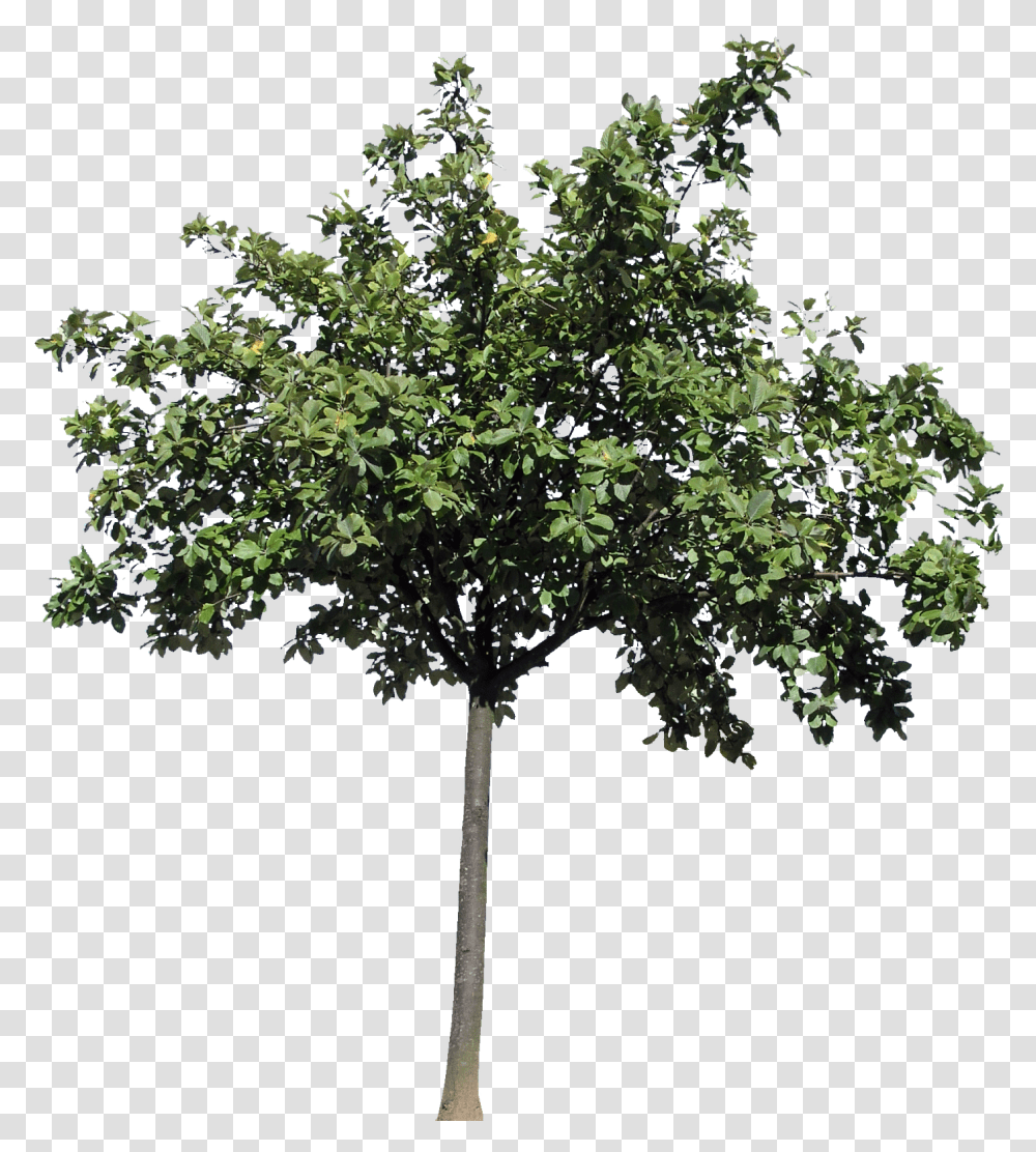 Uptown North Main Frankenmuth, Tree, Plant, Maple, Oak Transparent Png