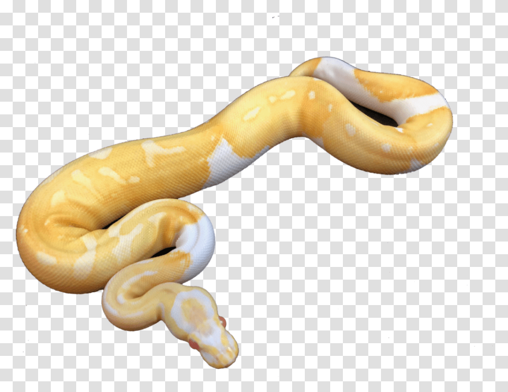 Urban Albino Burmese Python, Animal, Reptile, Snake, Banana Transparent Png